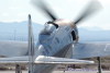 rarebear_8055t.jpg