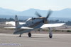 rarebear_7958t.jpg