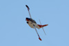 RN7_r0316wt.jpg