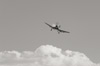 RN8_0763sept.jpg