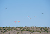 Reno2008_52299t.jpg