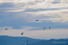 Reno2013_48925t.jpg