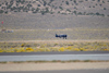 Reno2013_49989t.jpg