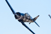 Reno_2014-53371t.jpg