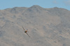CurtisFowles-Reno2016-160863t.jpg