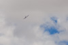 CurtisFowles-Reno2016-68582t.jpg