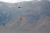 P-51